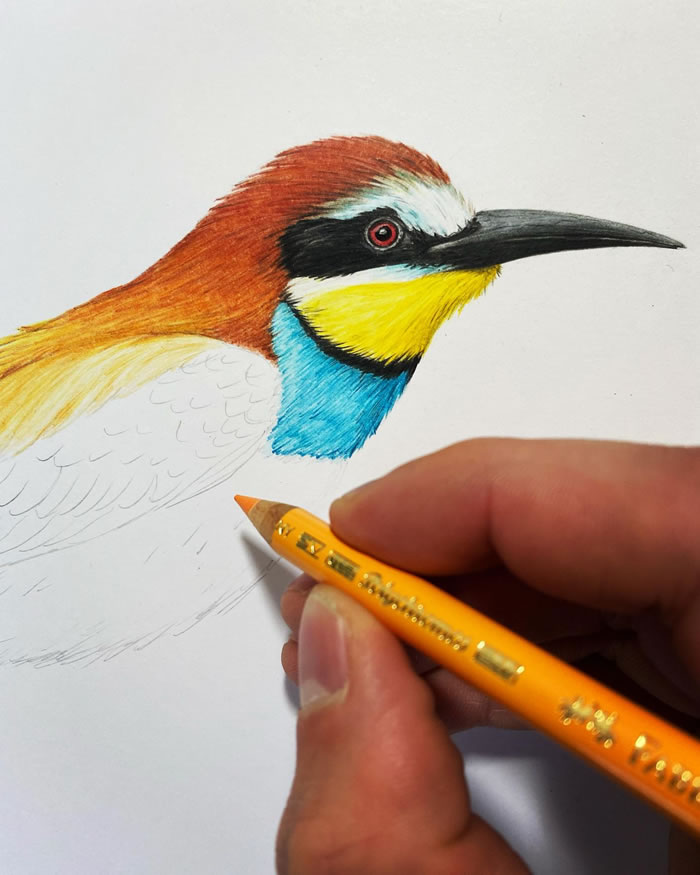 Drawings of 12 Birds and 1 Butterfly | Prismacolor art, Bird pencil drawing,  Realistic animal drawings