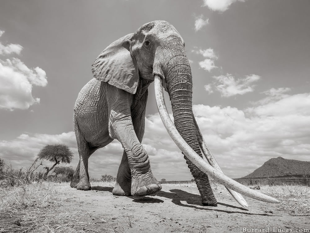 Fotos finais dos elefantes por Will Burrard-Lucas