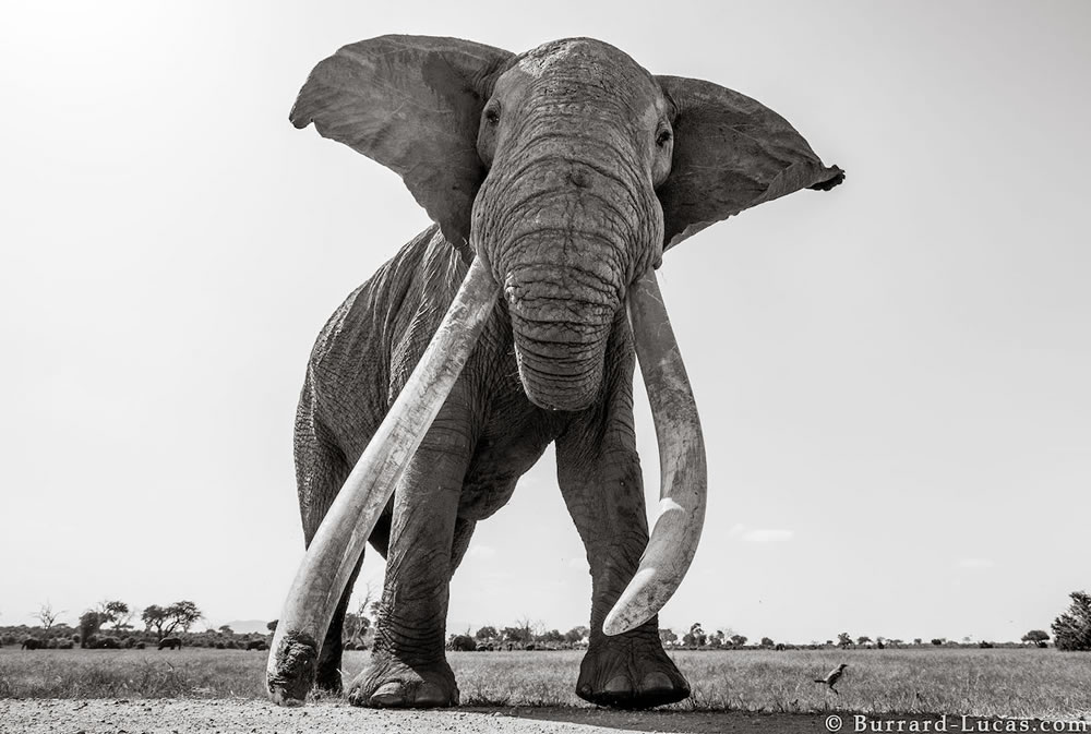 Final Photos Of The Elephants By Will Burrard-Lucas