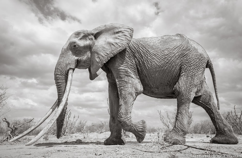 Fotos finais dos elefantes por Will Burrard-Lucas