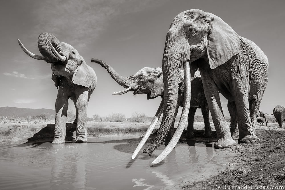 Final Photos Of The Elephants By Will Burrard-Lucas