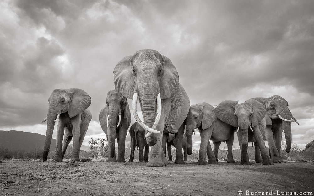 Final Photos Of The Elephants By Will Burrard-Lucas