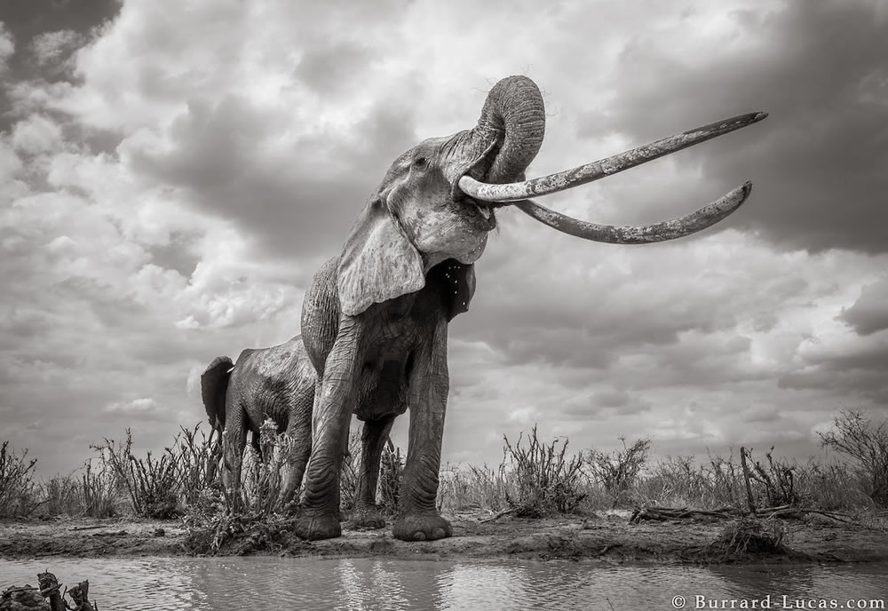 Photographer Will Burrard-Lucas Captures Final Photos Of The 'Queen Of  Elephants