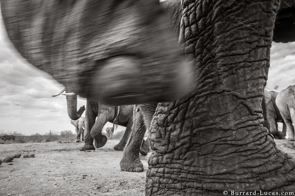 Final Photos Of The Elephants By Will Burrard-Lucas