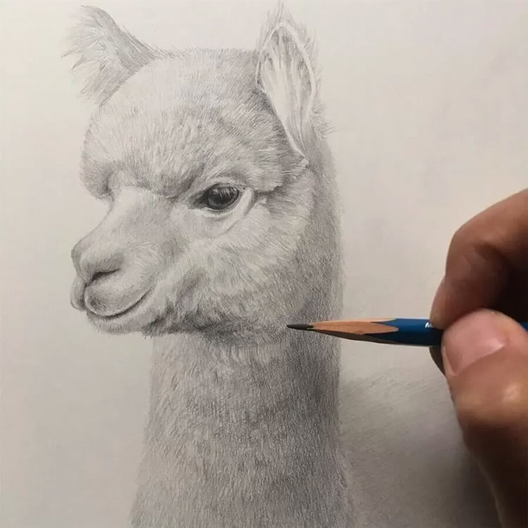 Japanese Artist Kozhue Oshima Creates Realistic Pencil Drawings Of Animals-saigonsouth.com.vn