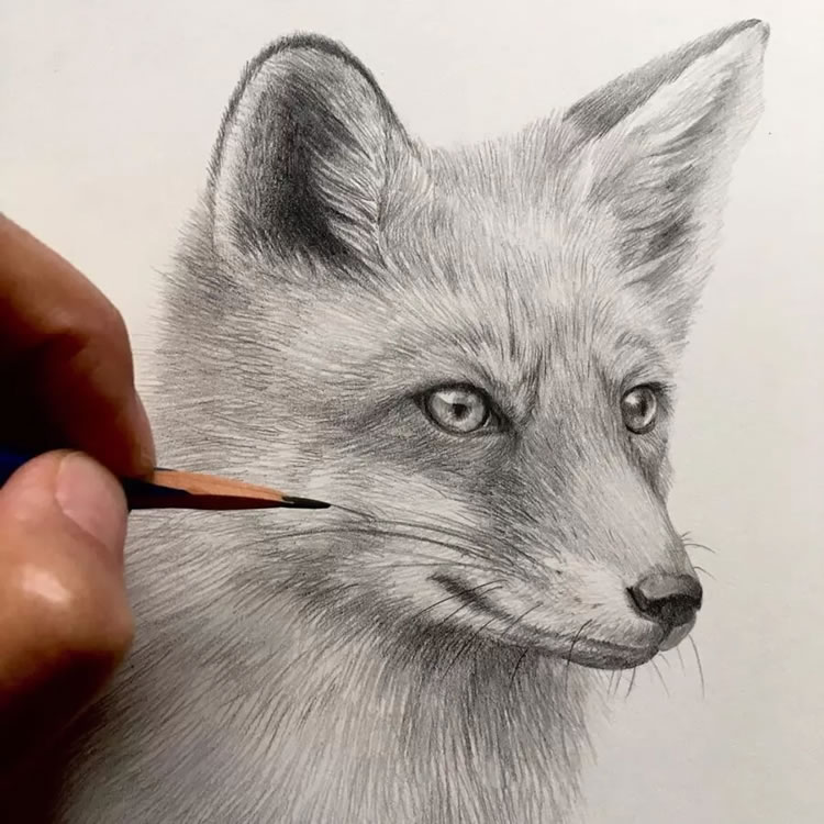 Pin by Izzie Holiday- Lochhart on Let Your Imagination Run Wild | Animal  portraits art, Animal sketches, Beautiful drawings