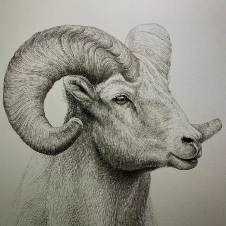 gallery of pencil drawings of animals | nichepoetryandprose-saigonsouth.com.vn