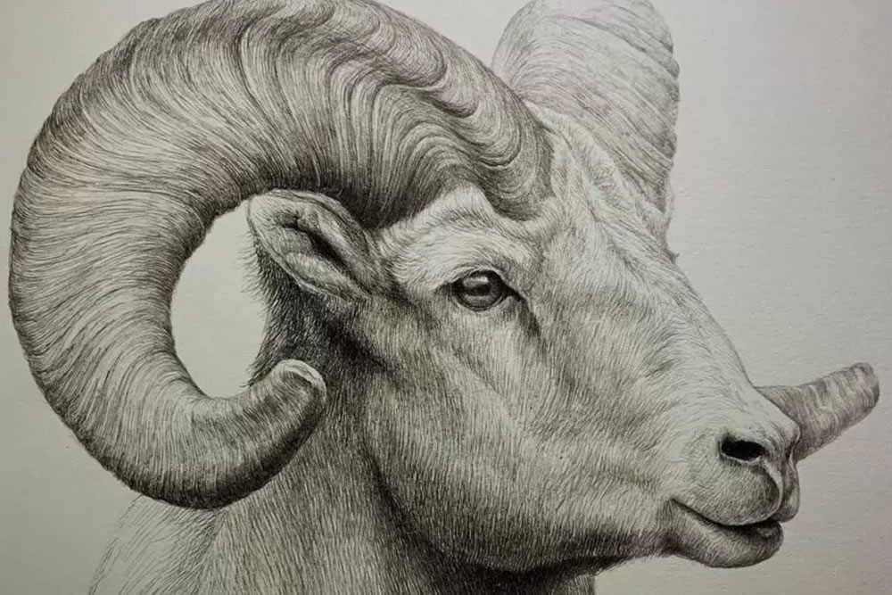 Illusionistic Between the lines Pencil Drawings of Animals-saigonsouth.com.vn