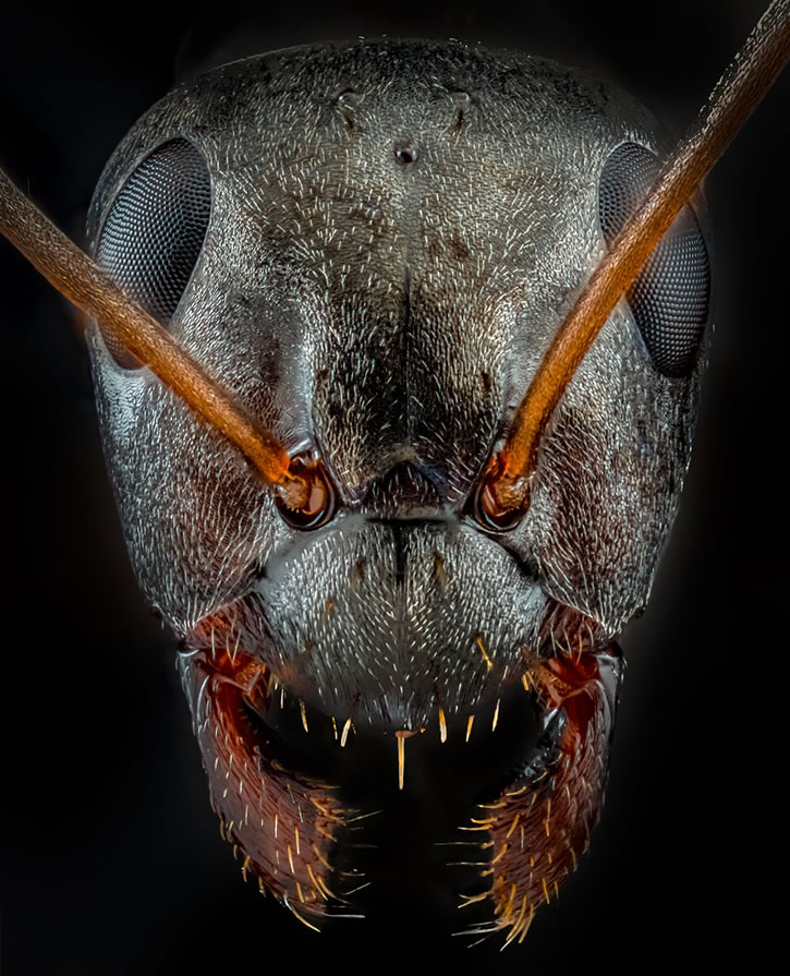 CloseUp Photos Of Ants by Joshua Coogler