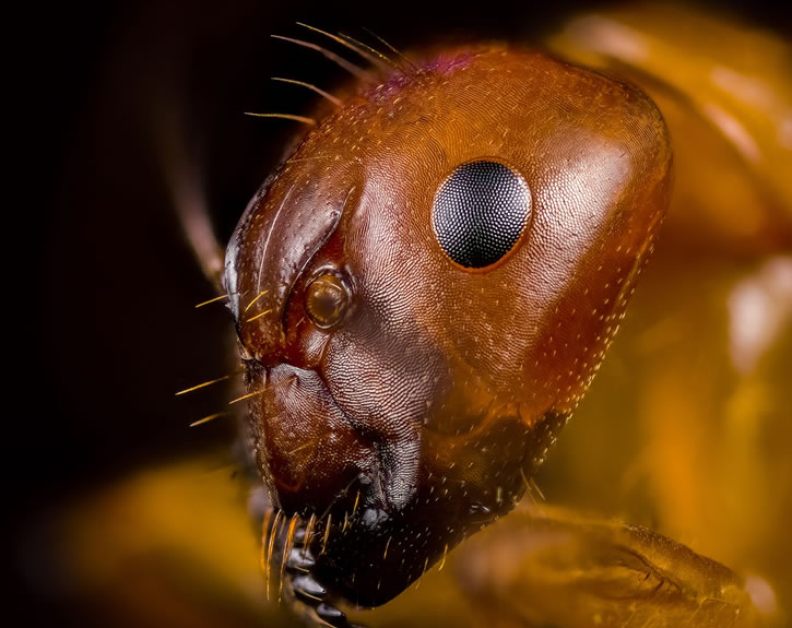 CloseUp Photos Of Ants by Joshua Coogler