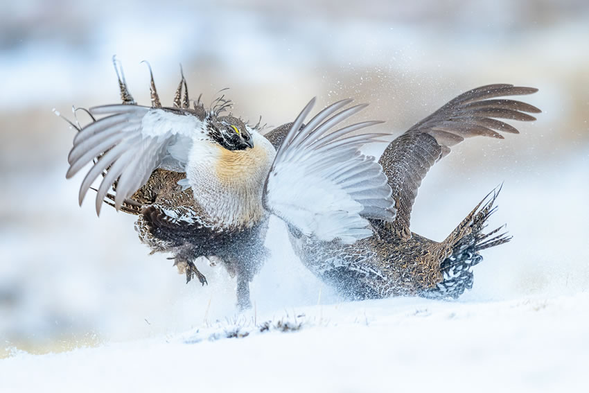 Winning photos of Bird Photographer of the Year 2022