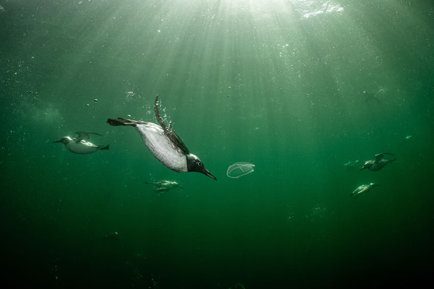 Winning photos of Bird Photographer of the Year 2022