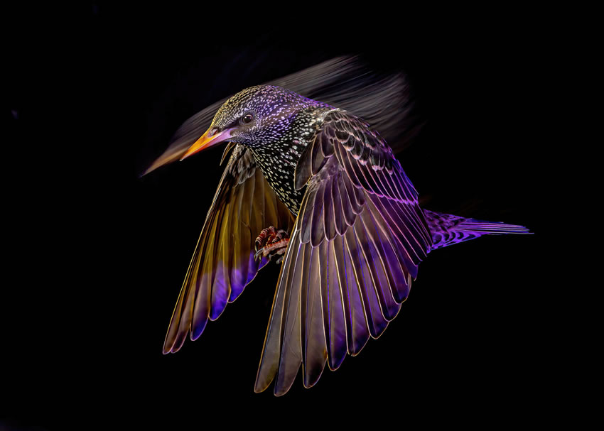 Winning photos of Bird Photographer of the Year 2022