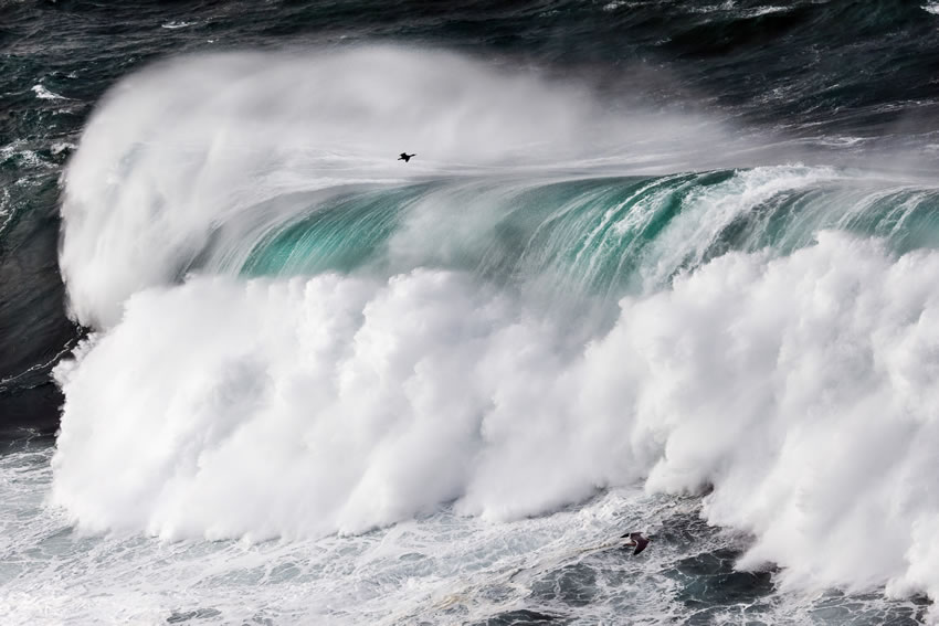 Winning photos of Bird Photographer of the Year 2022