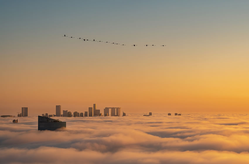 Winning photos of Bird Photographer of the Year 2022