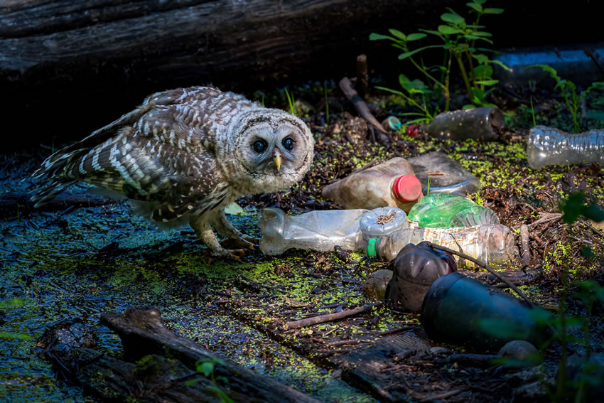 Winning photos of Bird Photographer of the Year 2022