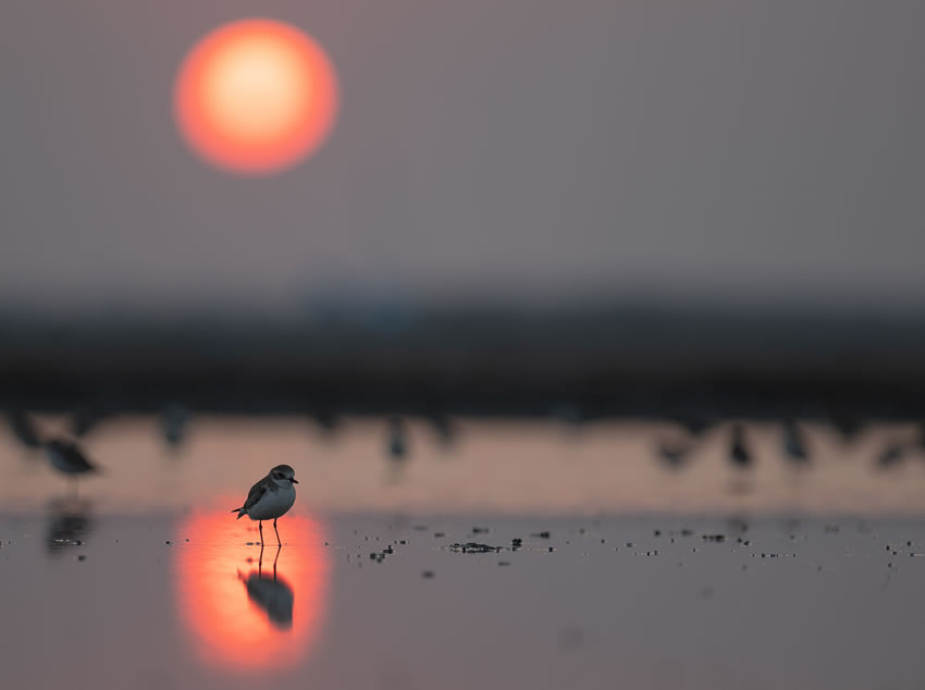 Winning photos of Bird Photographer of the Year 2022