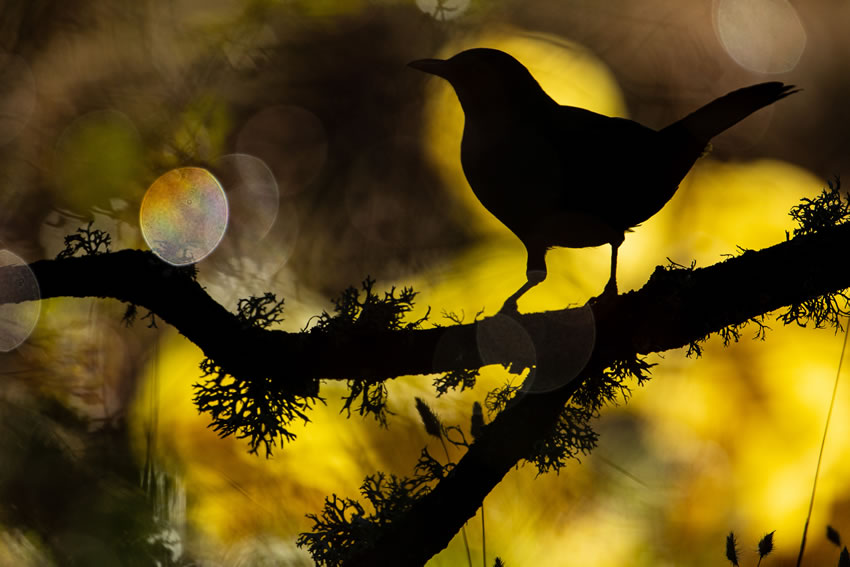 Winning photos of Bird Photographer of the Year 2022