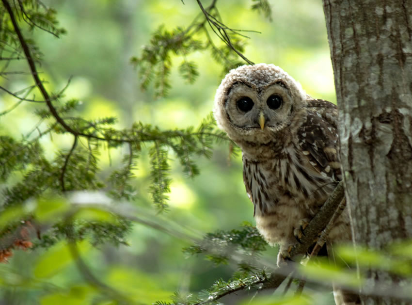 Winning photos of Bird Photographer of the Year 2022