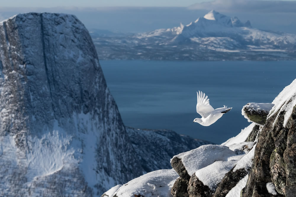 Winning photos of Bird Photographer of the Year 2022
