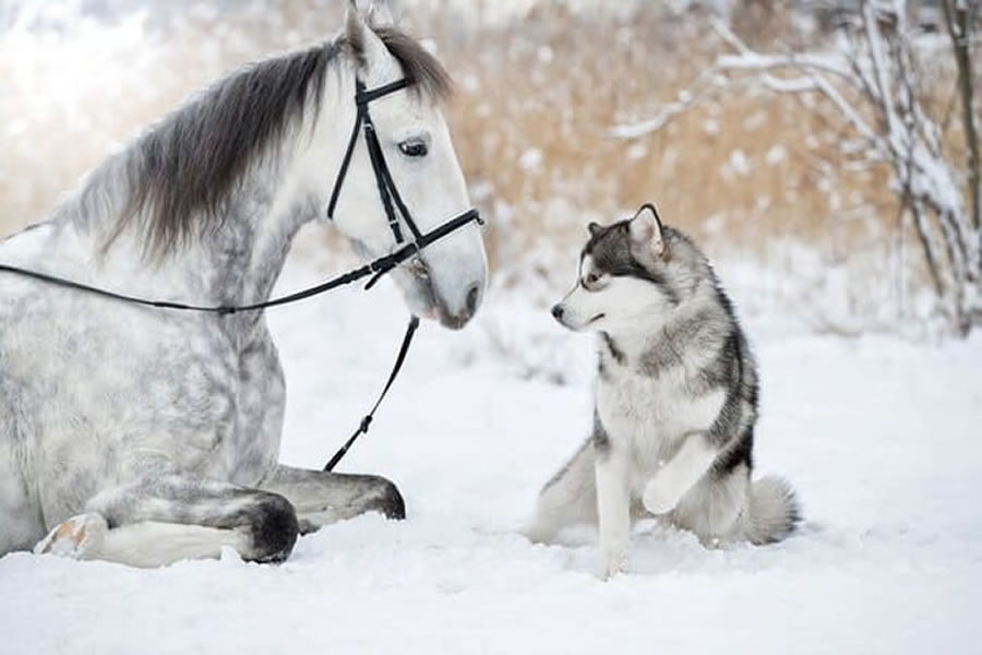 Photographer Svetlana Pisareva Captures Grey Horse And Alaskan Malamute Builds A Unique Bond