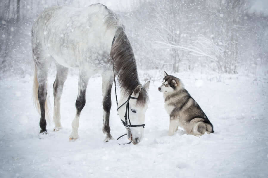 Grey Horse And Alaskan Malamute Builds A Unique Bond