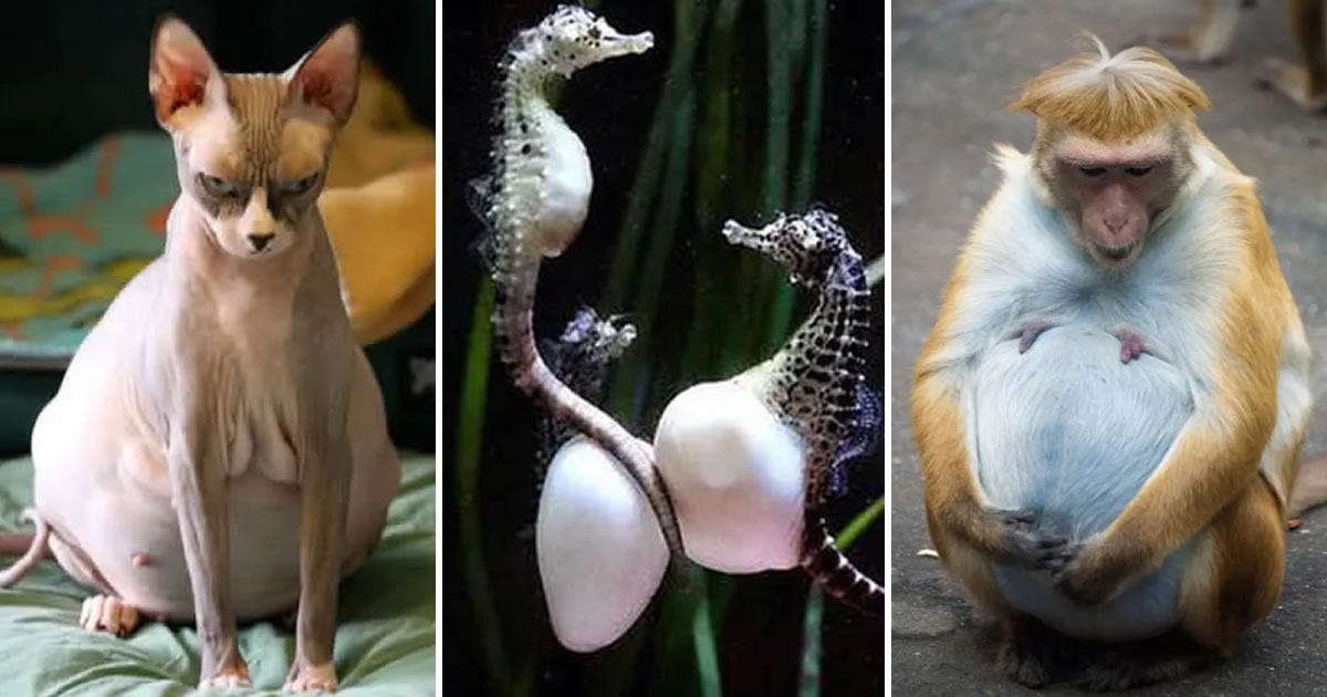 25 Beautiful Photos Of Pregnant Animals Who Seem To Be Ready To Welcome  Their Babies
