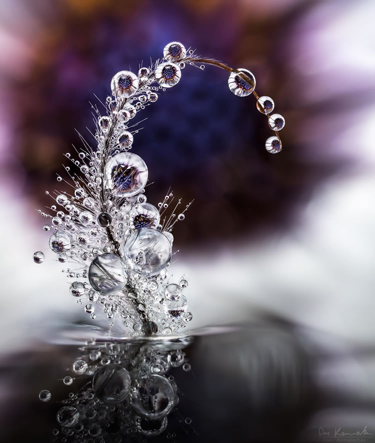 Water Droplets Macro Photography By Don Komarechka