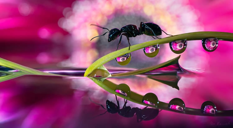 Water Droplets Macro Photography By Don Komarechka