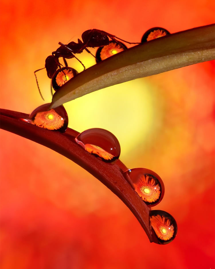 Water Droplets Macro Photography By Don Komarechka