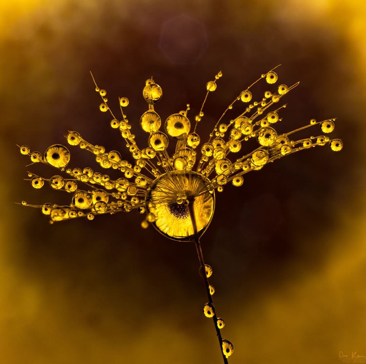 Water Droplets Macro Photography By Don Komarechka