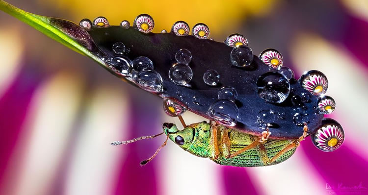 Water Droplets Macro Photography By Don Komarechka