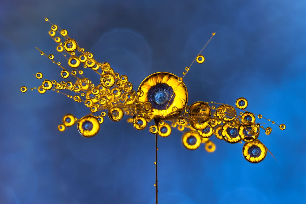 Water Droplets Macro Photography By Don Komarechka