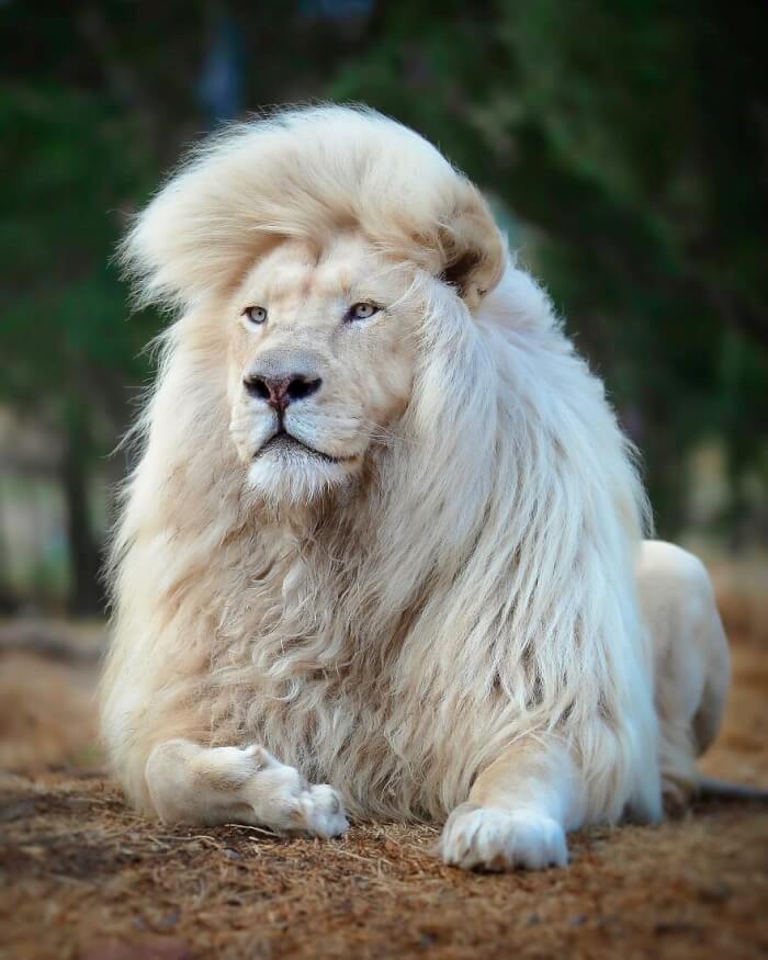 White Lion Photos by Simon Needham