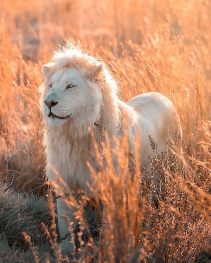 White Lion Photos by Simon Needham