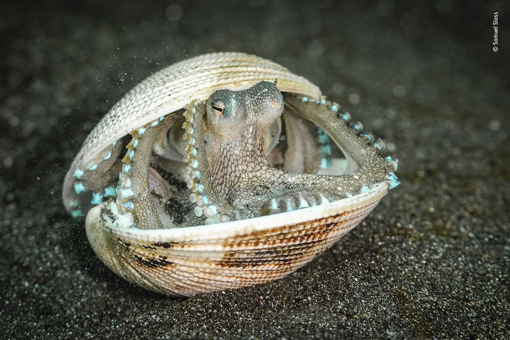 Best Shortlisted Photos From Wildlife Photographer of the Year