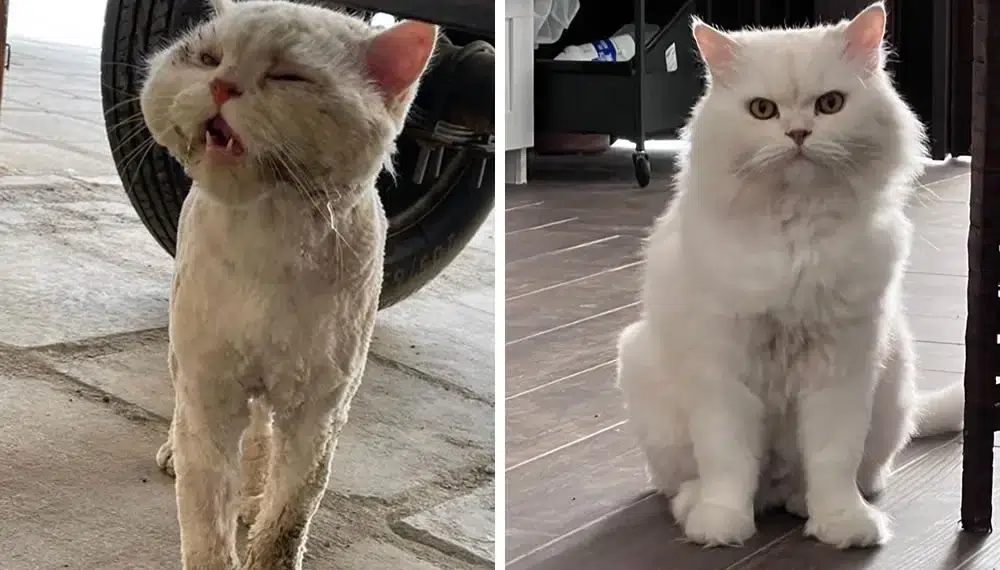 Stray cat before and after rescue transformation, comparison photos