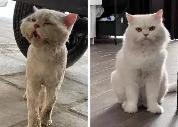 Stray cat before and after rescue transformation, comparison photos
