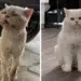 Stray cat before and after rescue transformation, comparison photos