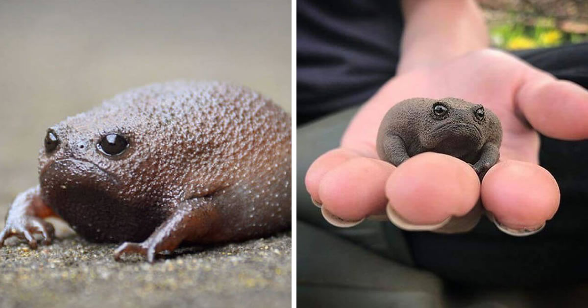 Catch A Sight Of African Rain Frogs That Look Like Angry Avocados