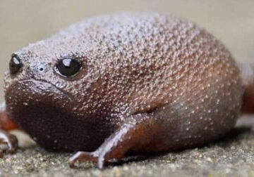 African Black Rain Frogs