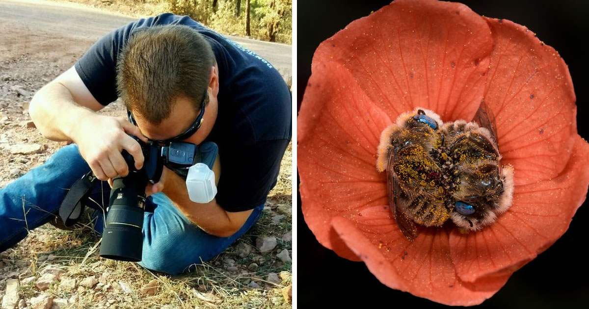 Photographer Joe Neely Captured A Beautiful Photo Of Two Bees Sleeping