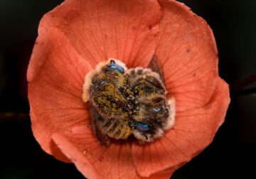 Photographer Joe Neely Captured Beautiful Photo Of Two Bees Sleeping In A Flower