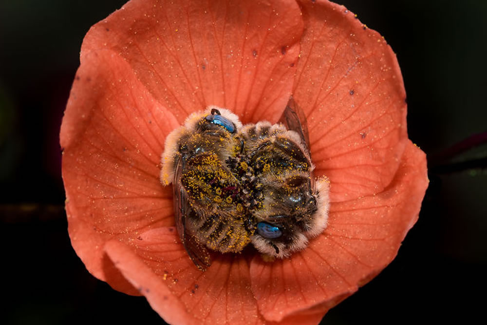 Photographer Joe Neely Captured Beautiful Photo Of Two Bees Sleeping In A Flower