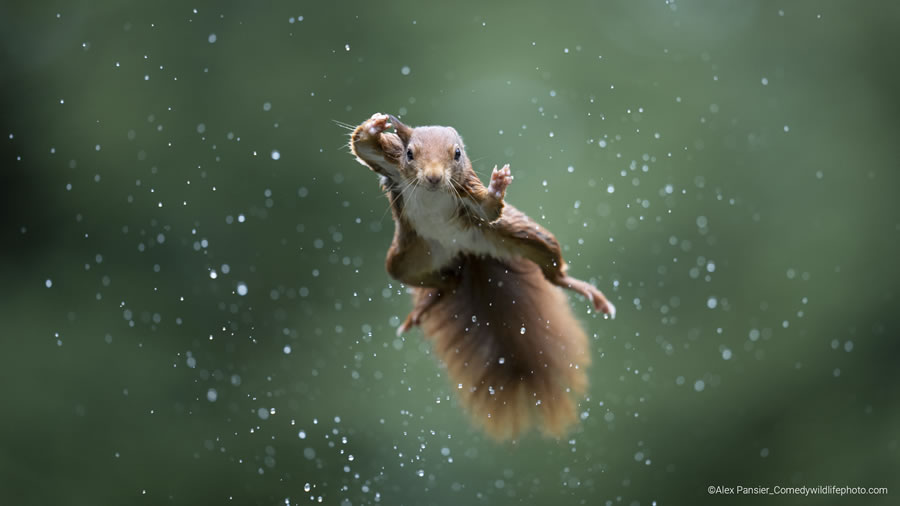 2022 Comedy Wildlife Photography Finalists
