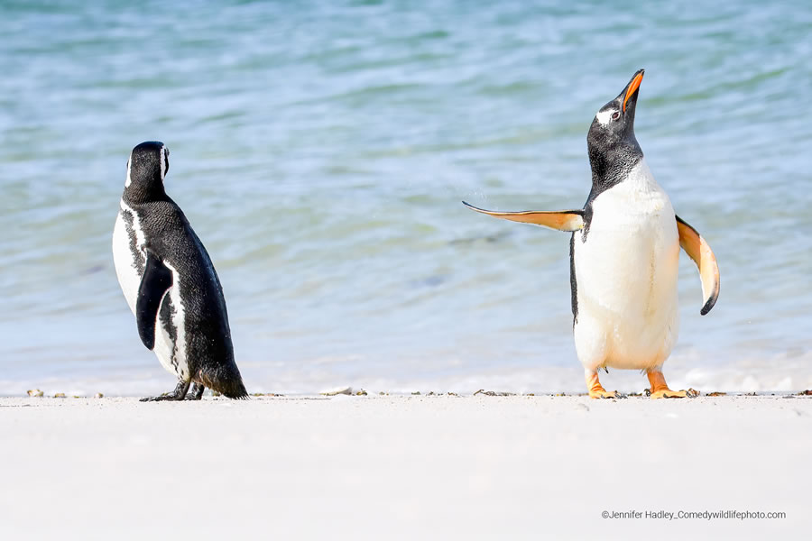 2022 Comedy Wildlife Photography Finalists