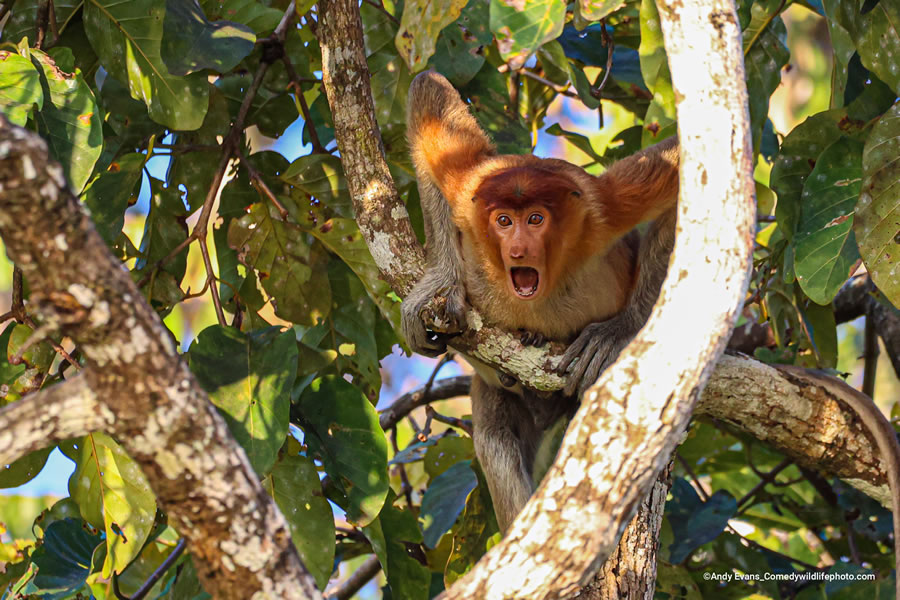 2022 Comedy Wildlife Photography Finalists