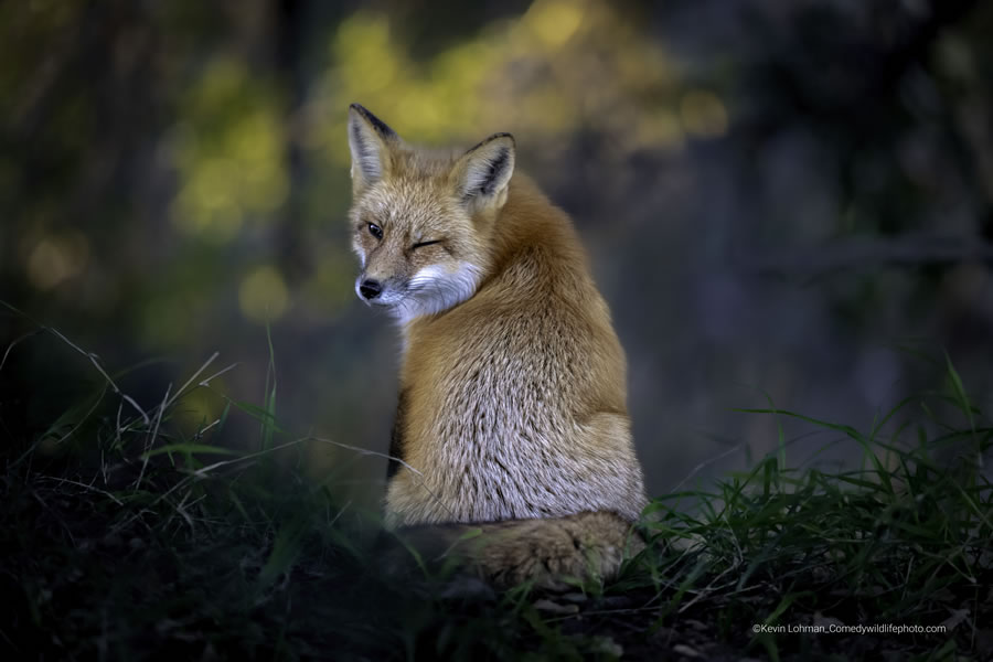 40 Funniest Photos Of The Comedy Wildlife Photography Awards 2022