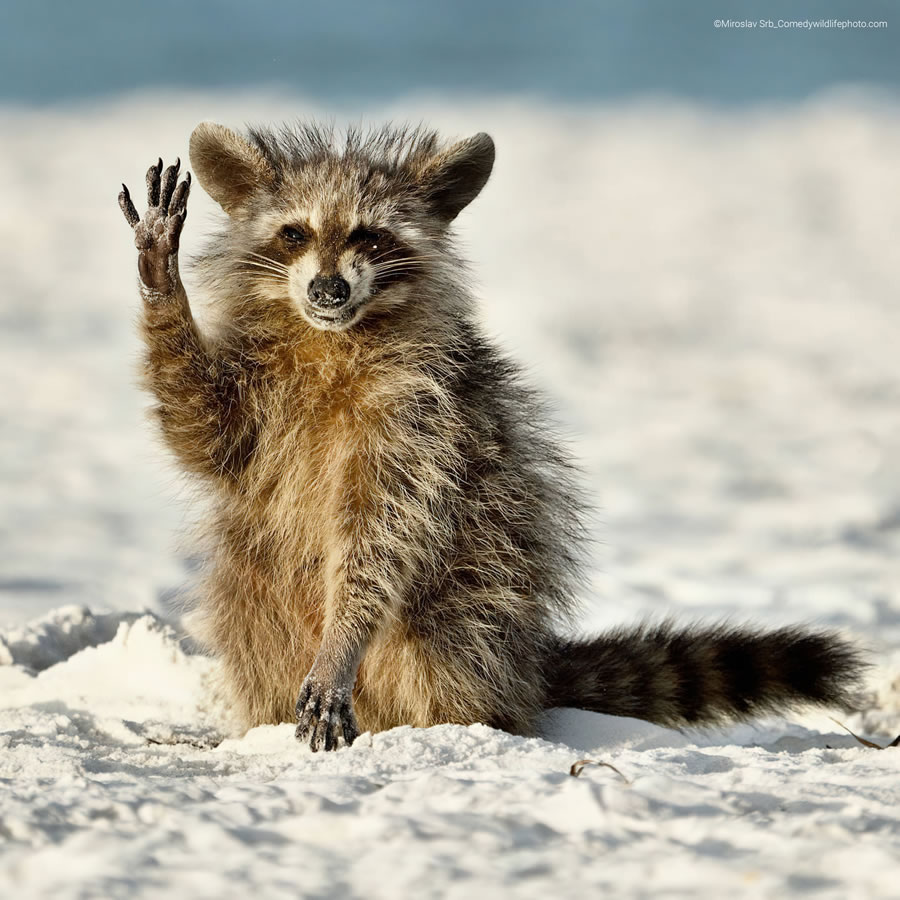 2022 Comedy Wildlife Photography Finalists