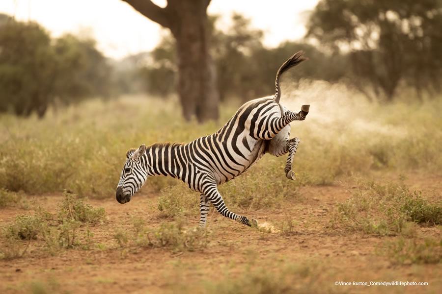 2022 Comedy Wildlife Photography Finalists